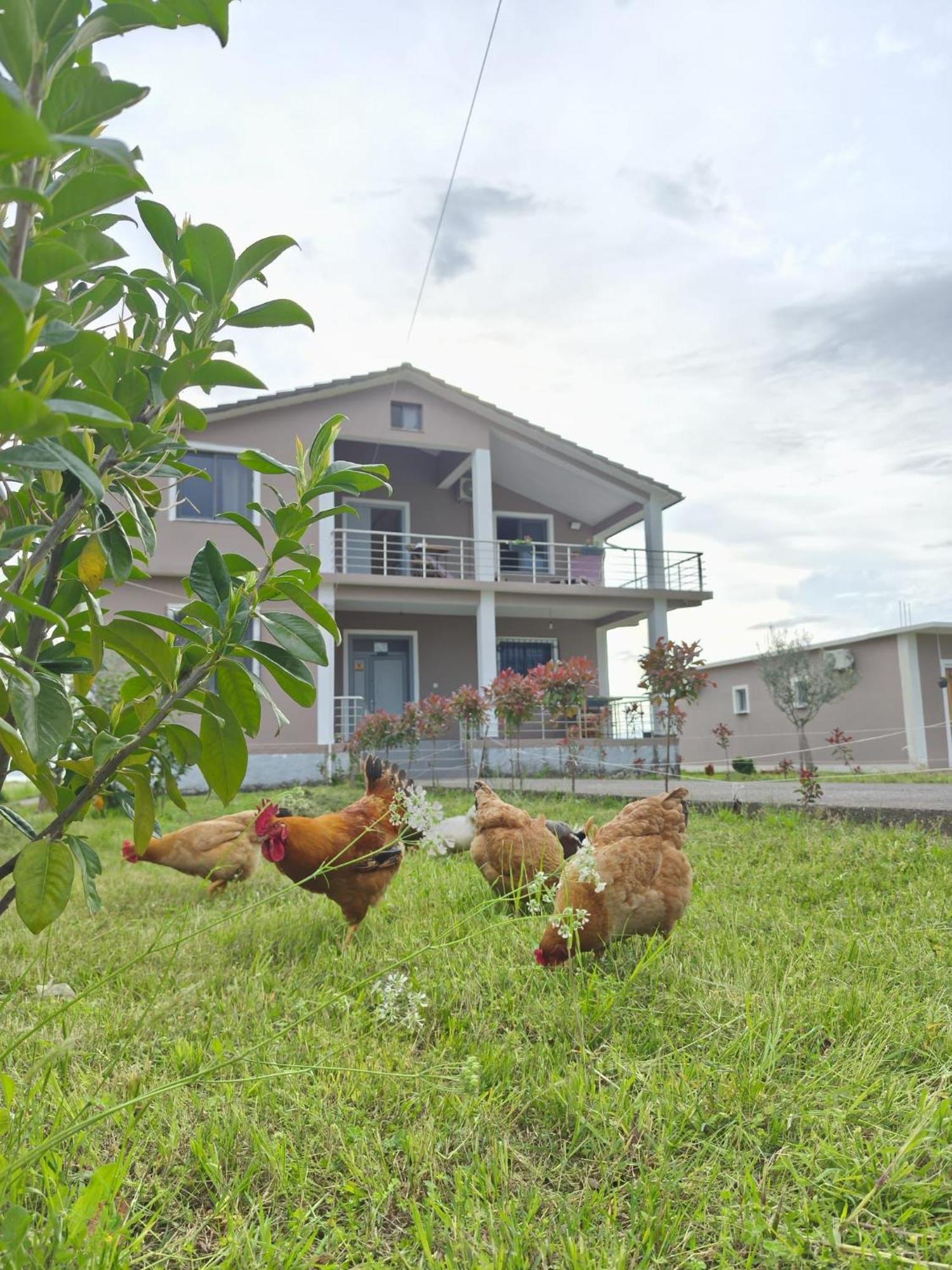 Ballkan B&B Grile Bagian luar foto