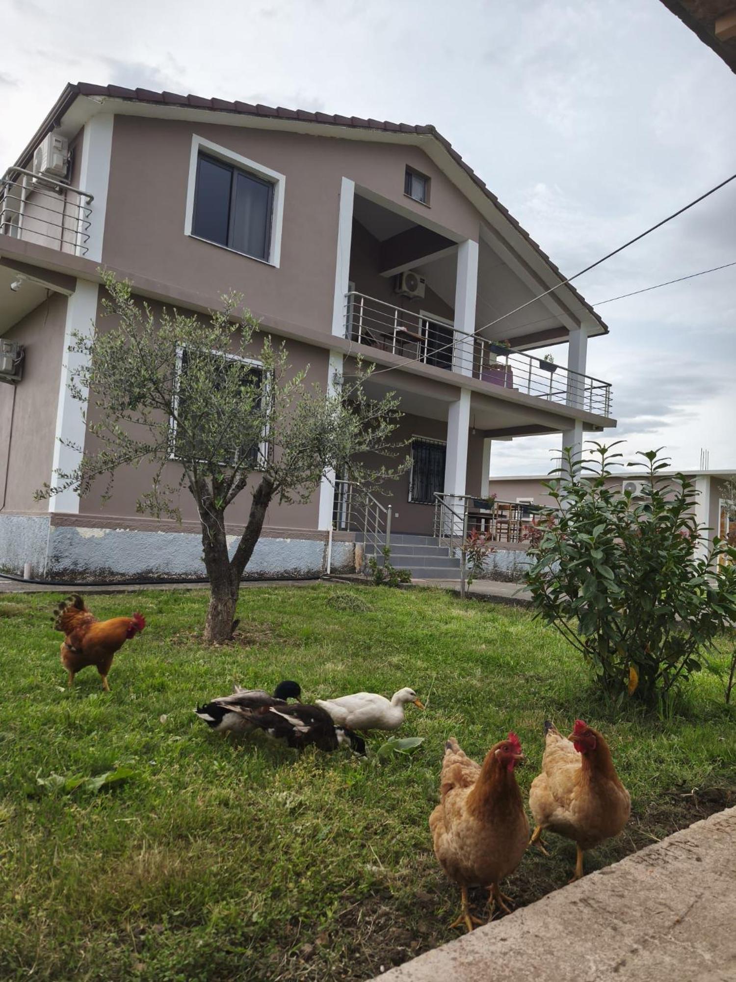 Ballkan B&B Grile Bagian luar foto